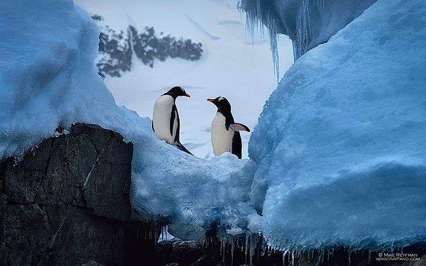 2. Belgesellere konu olan tutkulu ve değişik bir aşk yaşıyorlar Antarktika'da.