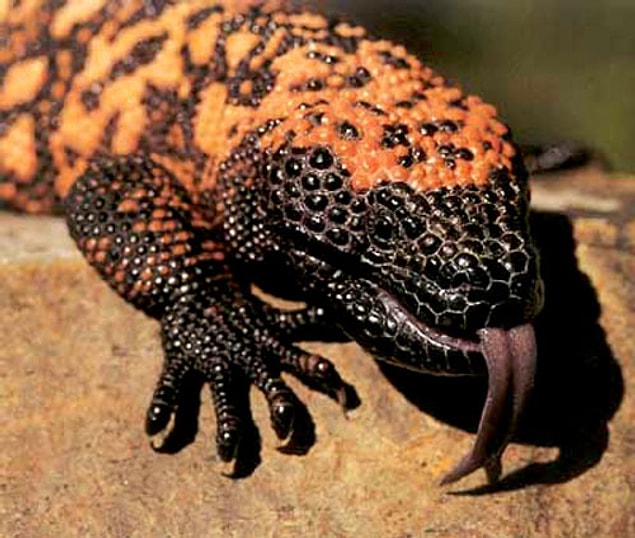 8. Heloderma Suspektum - Gila Canavarı