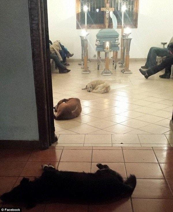 Düzinelerce sokak köpeği, tabutun olduğu salonda Margirata'nın yanında ona şükranlarını iletmek için bulunmuşlar.