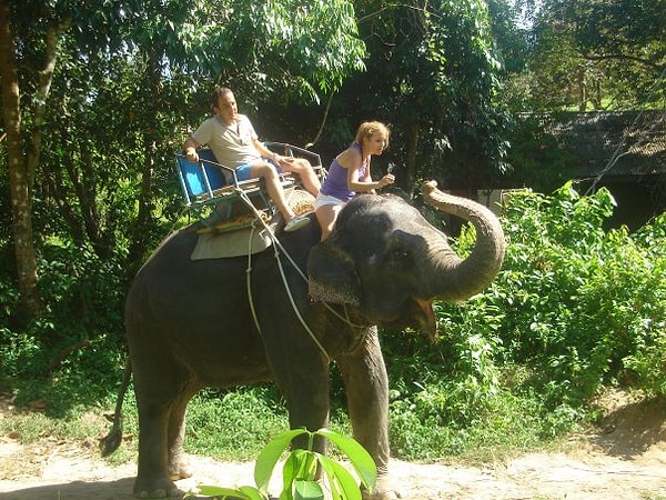 Filler, maymunlar ve egzotik diğer hayvanlarla haşır neşir olmak