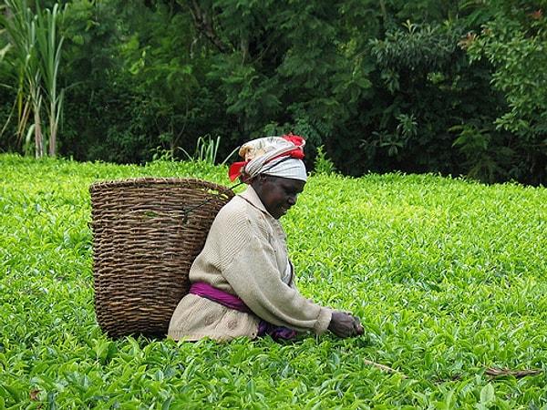 2. Dünya üzerindeki çayın çoğu tropik bölgelerde dağ yamaçlarında yetiştirilir.