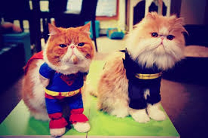 Sadece Yardım Etmeye Çalışan 18 Kedi