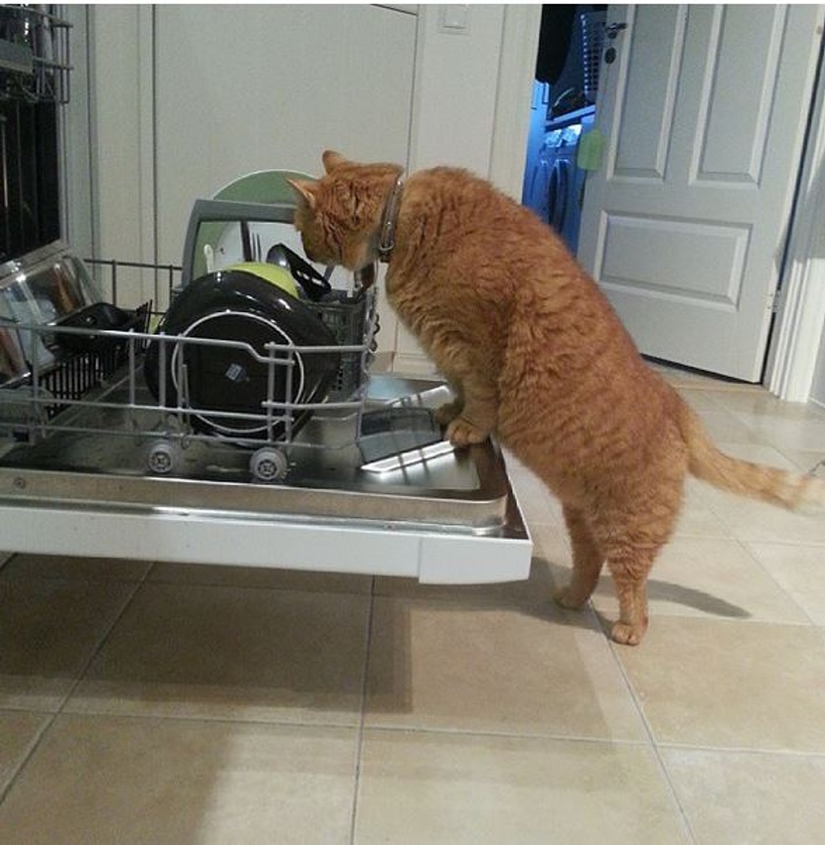Хозяйственный кот