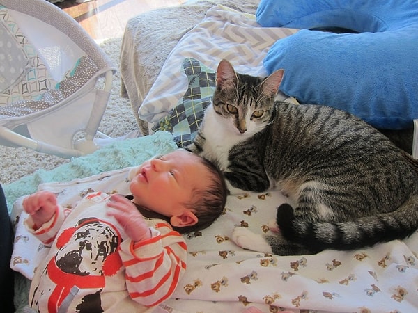 Ok, aslında biraz var. Fotoğrafdaki kedi son bir kaç gündür şaşkınlığıyla internette dönüp durdu. Adı Roxy , ve Roxy'nin sahibi şuan onun bebekleriyle gayet iyi anlaştığını bilmenizi istiyor.