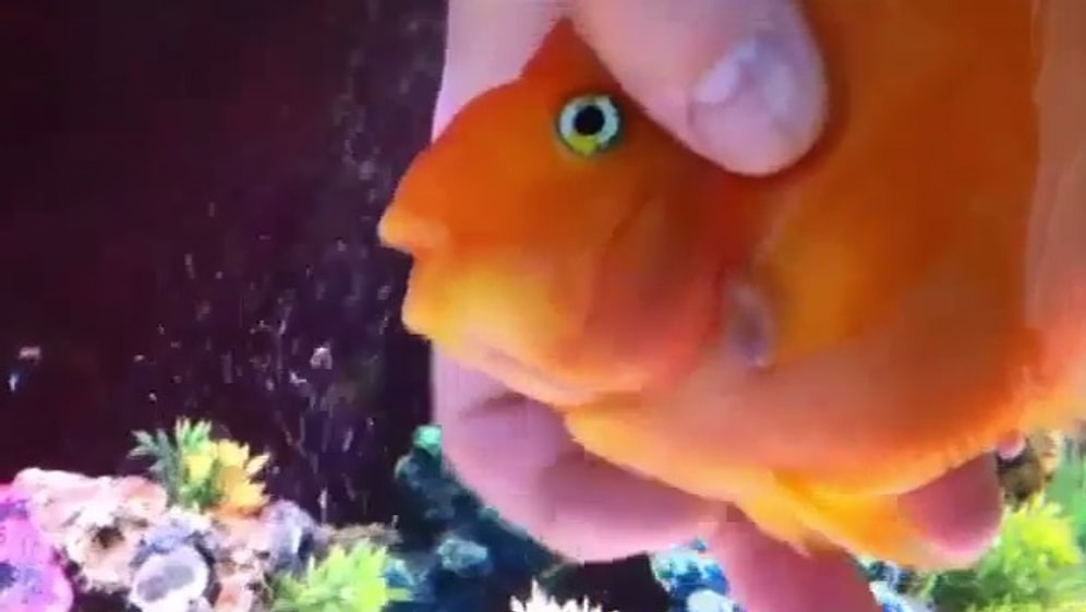 Kendine Masaj Yaptıran Balık