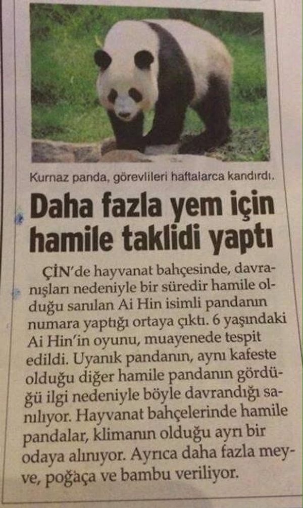 4. Her ne kadar sevimli de olsalar pandalar da bizler gibi çakaldır.