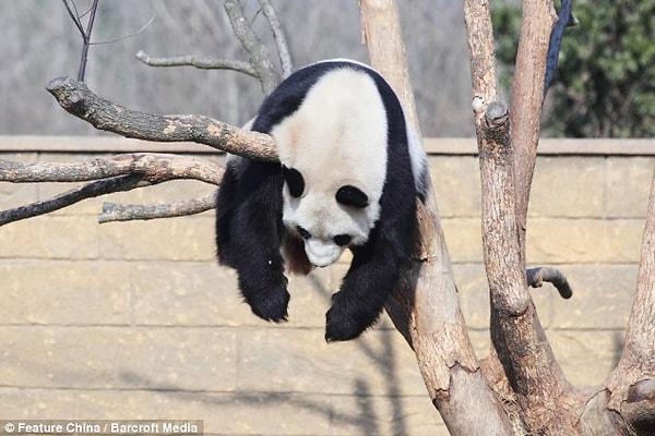 9. Pandaların uyumak için belli yerleri pek yoktur. Nerede uykuları gelirse orada yatarlar.