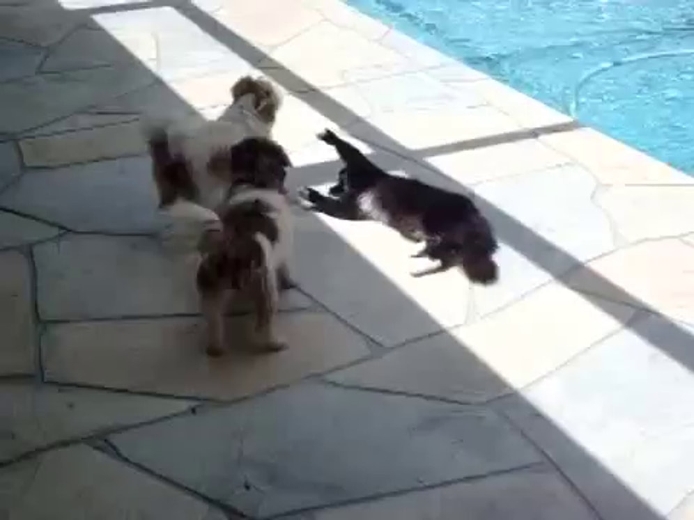 Kendisini Rahatsız Eden Köpeği Havuza Yuvarlayan Kedi