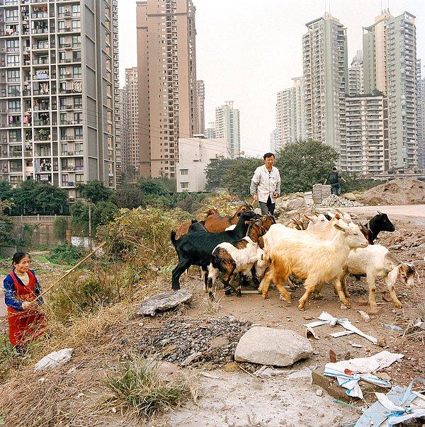 4. 2007 yılında BBC, 4 milyondan fazla insanın 2020 yılında Çongçing'e taşınacağını "çevresel felaket" olarak bildirip, uyardı.