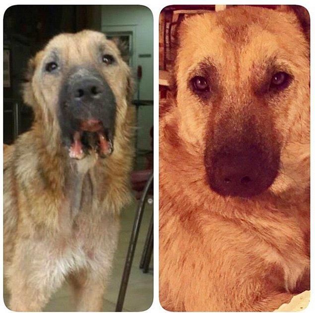 İşte Bunlar da Bizim Altın Kalpli İnsanlarımızın Kurtardığı Köpekler (Resimdeki Kızımızın Adı Zeyno)