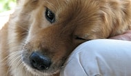 Bir köpeğin sahibine mektubu...