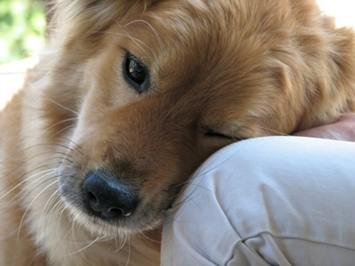 Bir köpeğin sahibine mektubu...