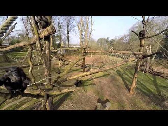 Hayvanat Bahçesinin Üstünde Dolaşan Drone'u Yakalayıp Kendini Çeken Şempanze