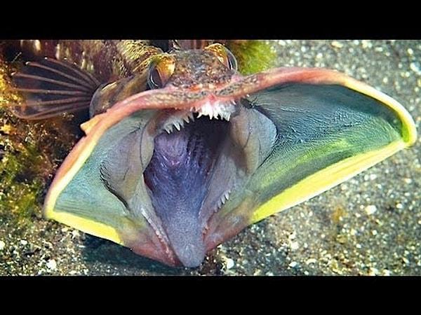 Sarcastic fringehead - İğneli Püskül Balığı