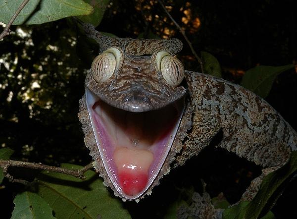 Yaprak Kuyruklu Şeytani Geko - Satanic Leaf-Tailed Gecko