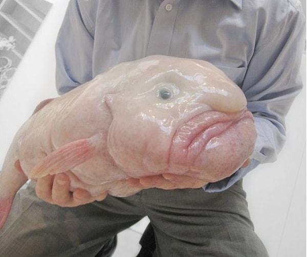 The Blobfish (Çirkin Balık)