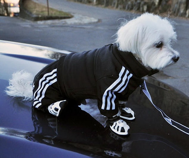 11. Köpeklere bile çekmişler adidasları