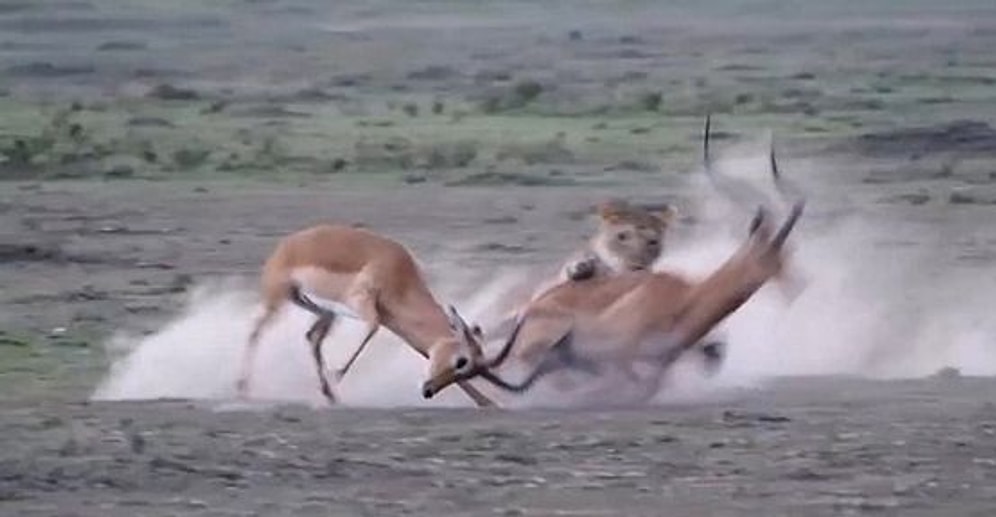Kavga Ederken Aslana Av Olan Antilop