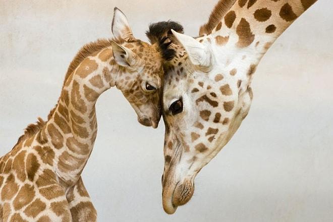Bakarken Kalbinizi Eritecek, Hayvanların Aile Yaşamlarından 24 Fotoğraf