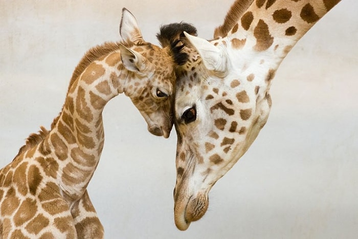 Bakarken Kalbinizi Eritecek, Hayvanların Aile Yaşamlarından 24 Fotoğraf