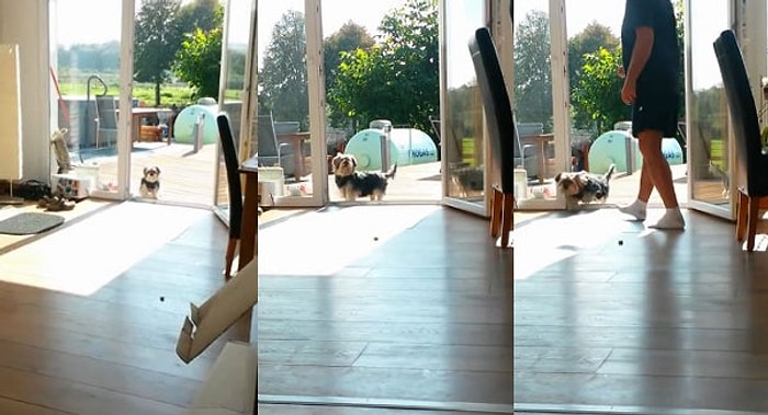 Hayali Kapılar Karşısında Şapşala Dönen Köpekler