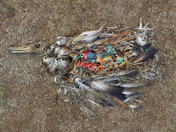 12. Midway Adası Kuzey Pasifik - albatrosların yiyecek sanıp yediği çöplerimiz
