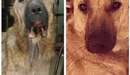Her Şeye Rağmen Hayata Tutunan Köpeklerimizin Hikayeleri
