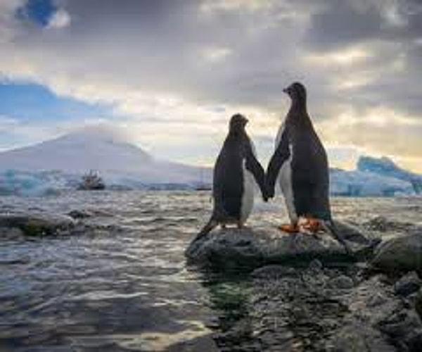 Penguins only live in the South Pole. Moreover, each one is like a huge sweet company.
