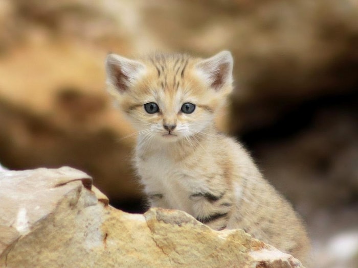 "Bunlar Nasıl Vahşi Olabilir Ya?" Diyeceğiniz Tam Evde Beslemelik 19 Kedi Türü