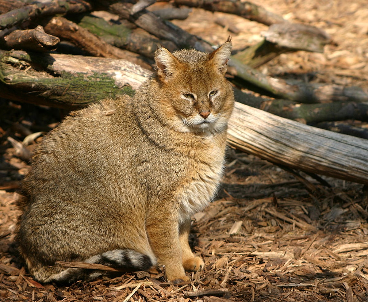 Камышовый кот приморский