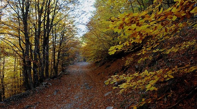 2. Doğal Yaşam