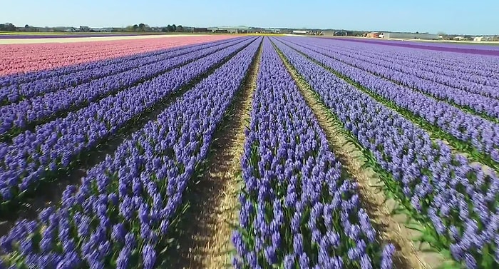 Nefes Kesici Güzelliği ile Hollanda'nın Çiçek Bahçeleri