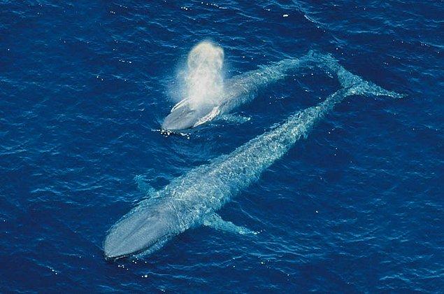 Dünyanın en büyük hayvanı mavi balinadır. Aynı zamanda hayvanlar âleminin en hızlı büyüyen hayvanıdır. Kilosu 22 ayda 26 tona kadar ulaşır.