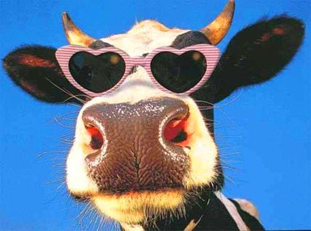 Bir inek hayatı boyunca yaklaşık 200.000 bardak süt üretir.
