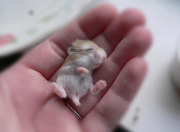6. Hamsterlar zaten küçük bu da yavrusu.