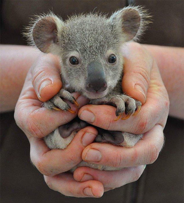 10. Küçüklükten beri tembeller, koala