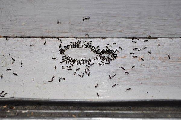 6. Evin alakasız bir köşesinde tek sıra halinde dolaşan karıncaların farkedilmesi