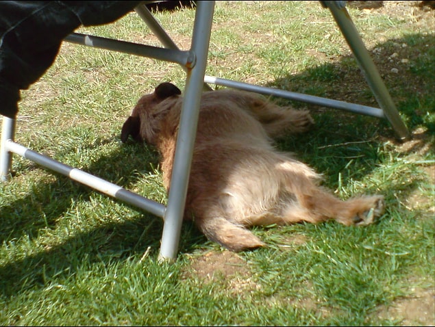 8. Köpeklerin güneşe değil de gölgeye yatmaya başlaması