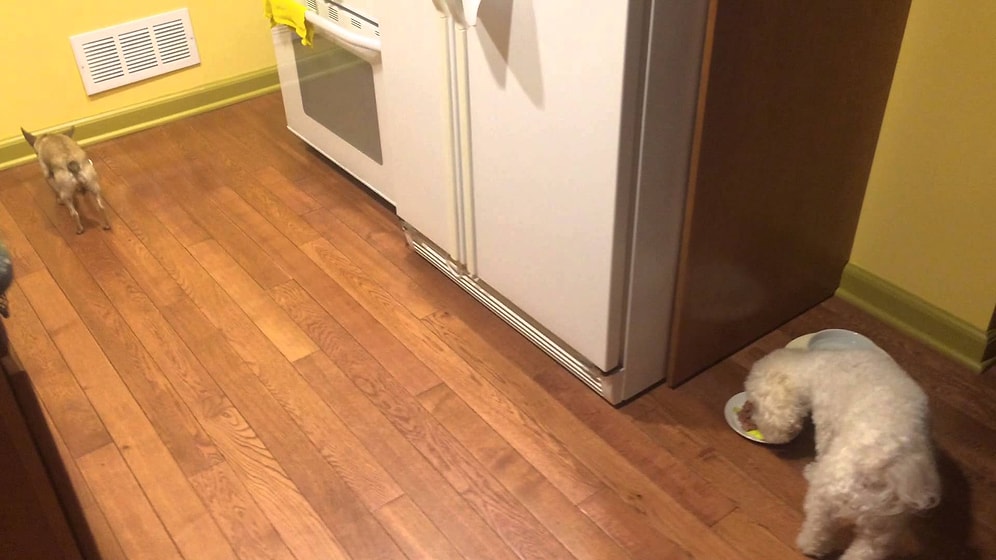 Yalnız Yemek Yemekten Nefret Eden Köpek