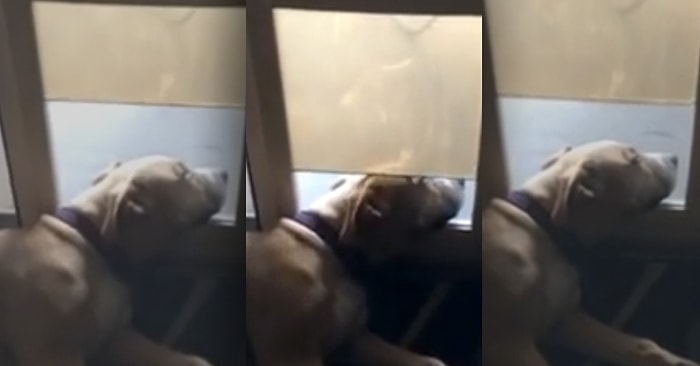 Kafasına Çarpan Kapı Umurunda Olmayan Tembel Köpek