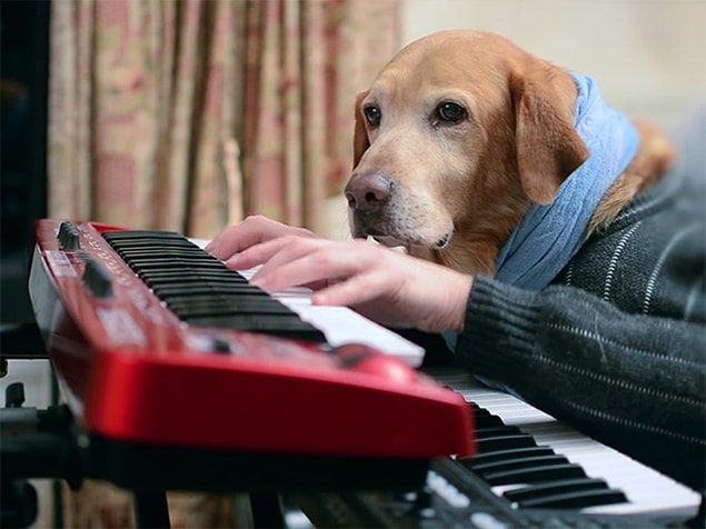 2. "Nikahına beniiğ çağır sevgilim, istersen beagle'ın olurum senin"