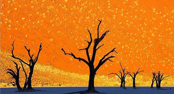 5- Namibya'daki Ölü Ağaçlar Parkı