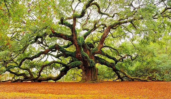 6- Charleston'da Bulunan İnanılmaz Güzellikteki Melek Meşe Ağacı