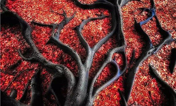 7- Kırmızı Yapraklar Üzerine Uzanan Bir Ağacın Siyah Kökleri