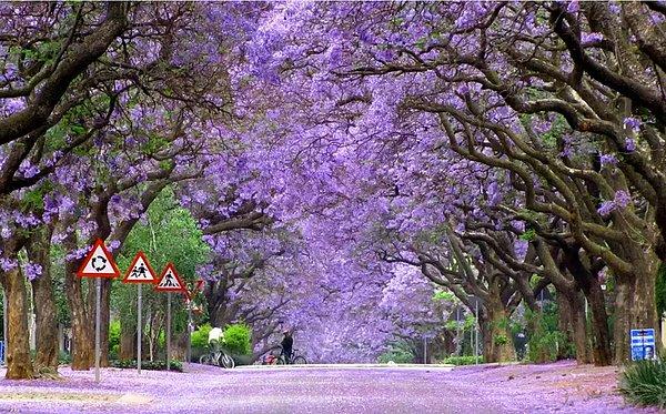10- Güney Afrika'daki Jakaranda (Mavi Tropikal Çiçeği) Ormanı