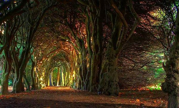 13- İrlanda'daki The Juniper Tree Olarak Bilinen Fairytale Ağacı