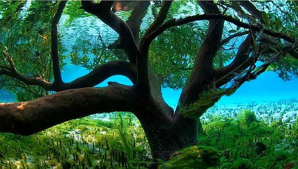18- Su Altından İhtişamlı Mangrove Ağacı