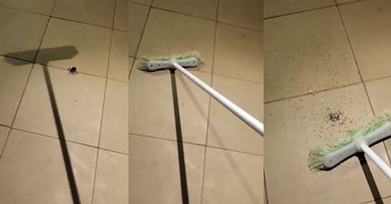 Bir Daha Dev Bir Örümcek Öldürmeden Önce 2 Kere Düşünün! Yüzlerce Küçük Örümcek Çıkabilir!