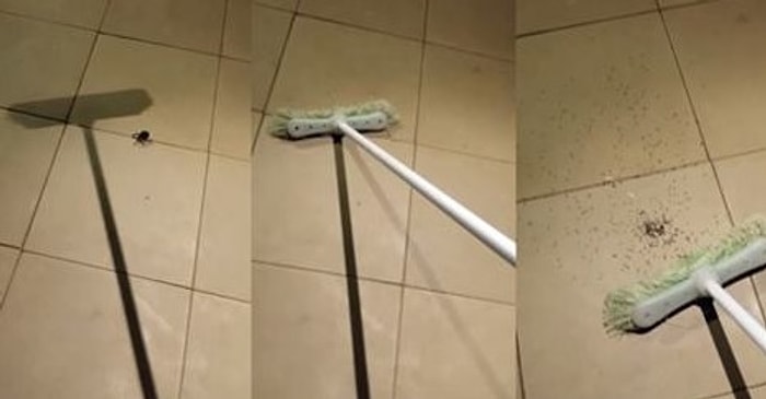 Bir Daha Dev Bir Örümcek Öldürmeden Önce 2 Kere Düşünün! Yüzlerce Küçük Örümcek Çıkabilir!
