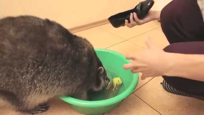 Tam Bir Temizlik Hastası Olan Rakun